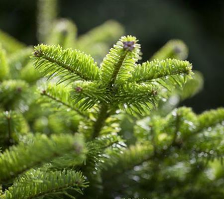 Nadelgehölze richtig pflanzen