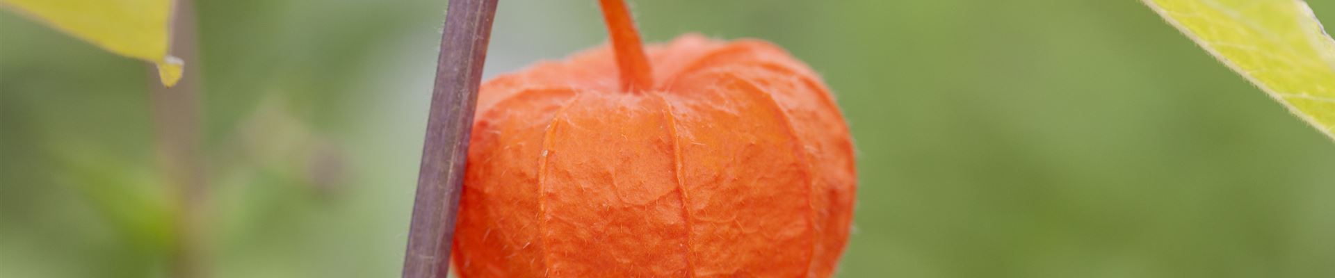 GS442454.jpg GS442454.jpg