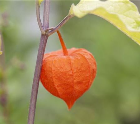 Exotische Früchte gedeihen auch im eigenen Garten Exotische Früchte gedeihen auch im eigenen Garten