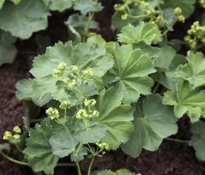 Alchemilla mollis Alchemilla mollis