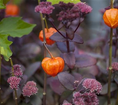 Schaurig schöne Tischgirlande aus Physalis Schaurig schöne Tischgirlande aus Physalis