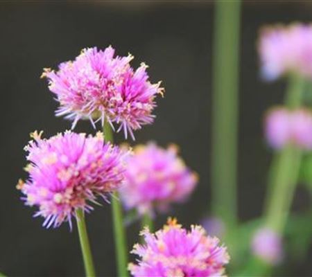 Echter Kugelamarant (Gomphrena) - Einpflanzen im Garten