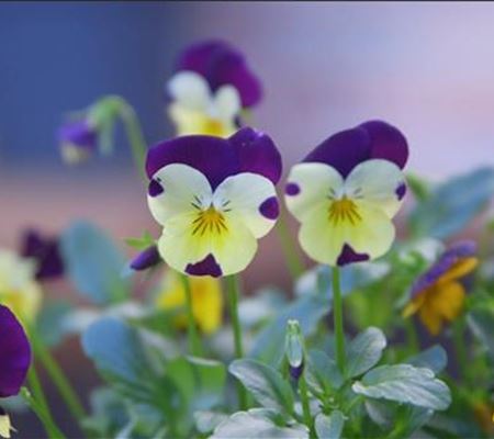 Wildes Stiefmütterchen - Einpflanzen im Garten 