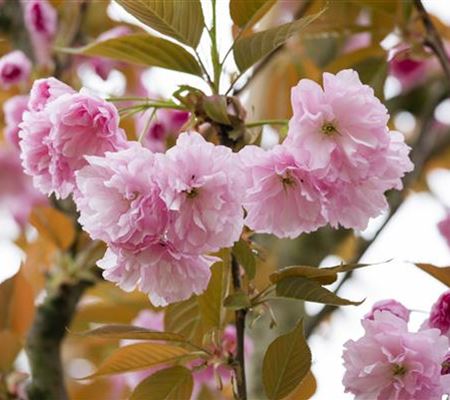 Prunus serrulata 'Kanzan'