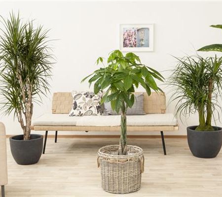 Die Glückskastanie – der asiatische Glücksbringer Die Glückskastanie – der asiatische Glücksbringer