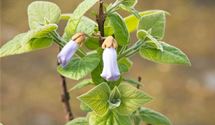 Blauglockenbaum