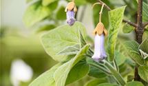 Blauglockenbaum