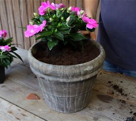 Edellieschen - Einpflanzen in ein Gefäss