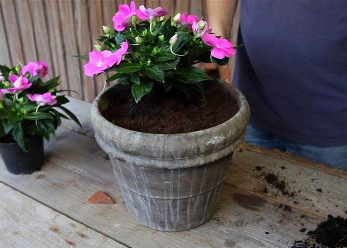 Edellieschen - Einpflanzen in ein Gefäss