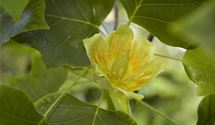 Tulpenbaum