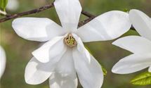 Japanische Magnolie