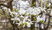 Japanische Magnolie