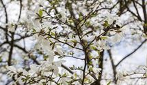 Japanische Magnolie