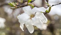 Japanische Magnolie