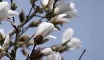 Japanische Magnolie