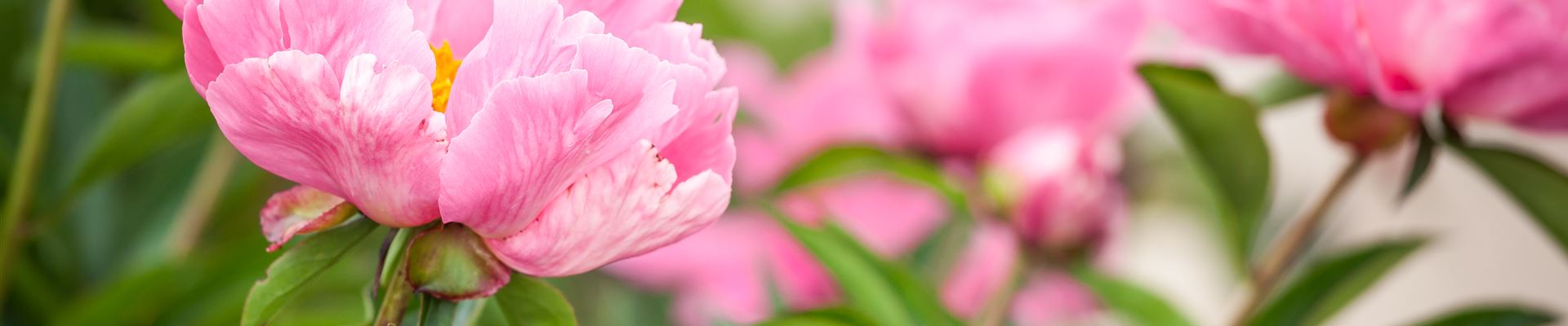 GS529479.jpg GS529479.jpg