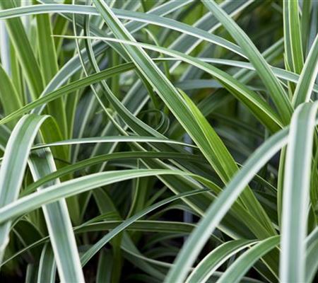 Carex – Weltenbummler und Anpassungskünstler