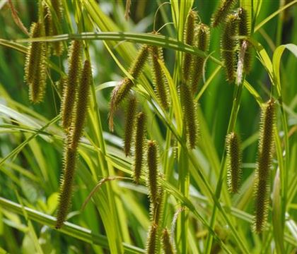 Carex pseudocyperus Carex pseudocyperus