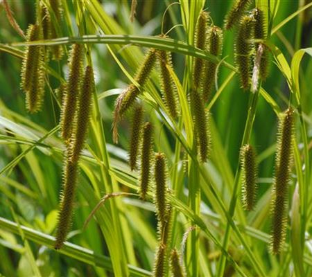 Carex pseudocyperus