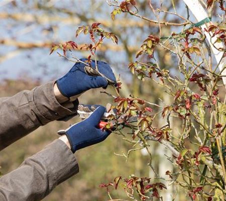 Der Rosenschnitt – Schönheitskur im Frühling Der Rosenschnitt – Schönheitskur im Frühling