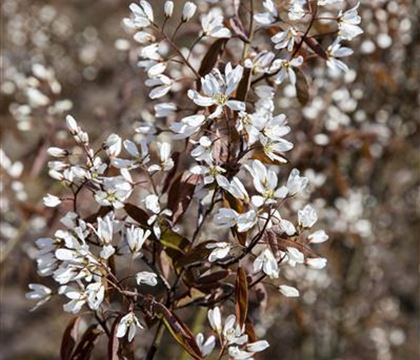 Amelanchier canadensis 'Rainbow Pillar'