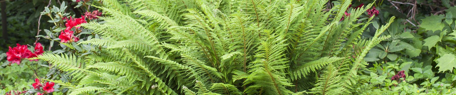 GS430120.jpg GS430120.jpg