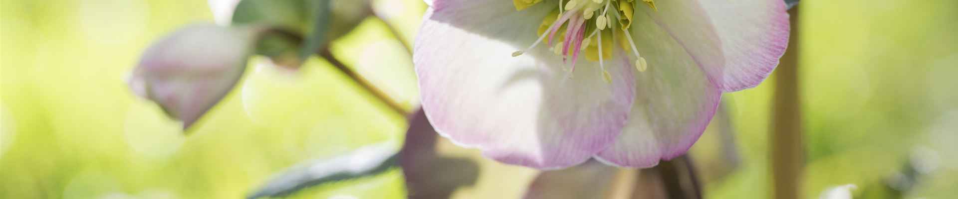 GS526335.jpg GS526335.jpg