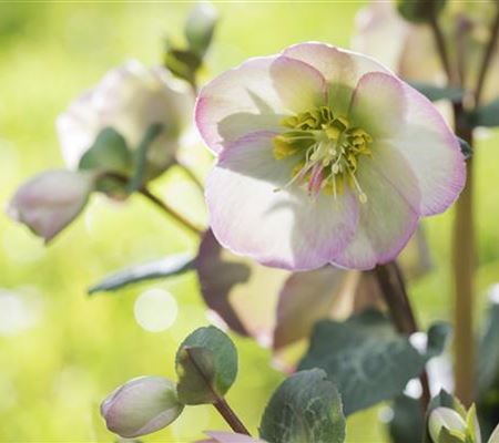 Fleur primeur - zarte Frühlingsgrüsse aus dem Blumengarten Fleur primeur - zarte Frühlingsgrüsse aus dem Blumengarten