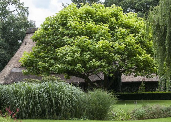 Frühjahrskur für Ihren Rasen