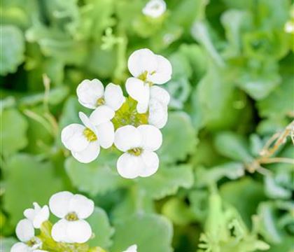 Arabis caucasica 'Plena'