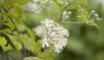 Waldrebe, Clematis