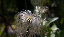 Waldrebe, Clematis