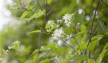 Waldrebe, Clematis