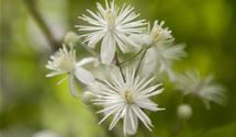 Waldrebe, Clematis