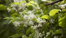 Waldrebe, Clematis