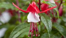 Freilandfuchsie