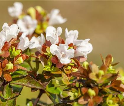 Abelia grandiflora (x)