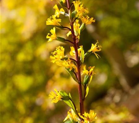 Ligularia przewalskii