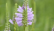 Gelenkblume