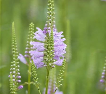 Physostegia virginiana 'Rosea'
