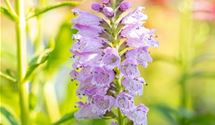 Gelenkblume
