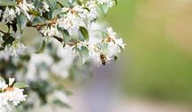 Duftblüte