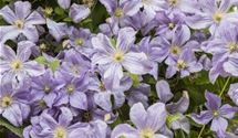 Blaue Waldrebe, Clematis