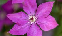 Blaue Waldrebe, Clematis