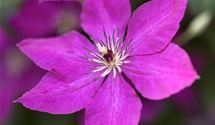 Blaue Waldrebe, Clematis