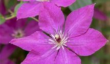 Blaue Waldrebe, Clematis