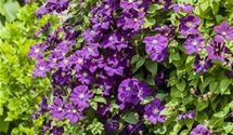 Blaue Waldrebe, Clematis