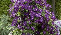 Blaue Waldrebe, Clematis