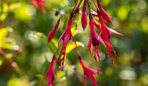 Freilandfuchsie