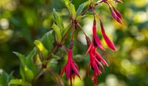 Freilandfuchsie